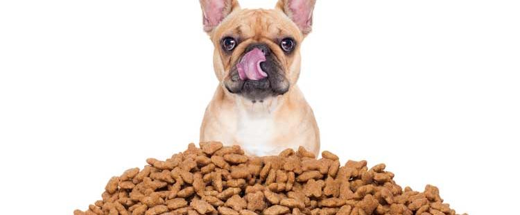 what dog food is high in protein